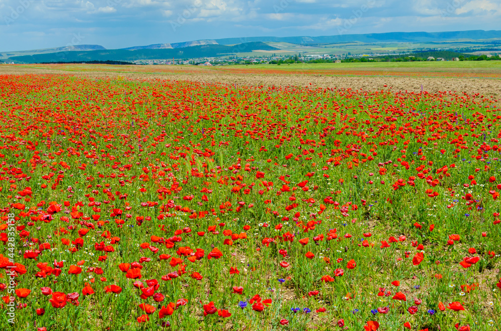 A field with red field poppies on the background of mountains and blue sky.