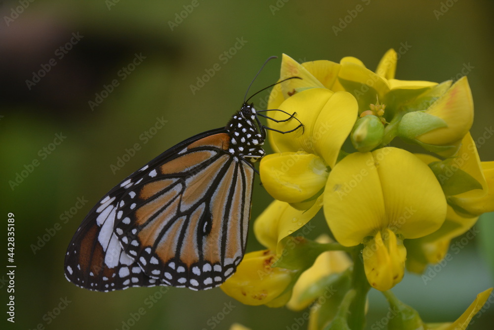 Obraz premium monarch butterfly on yellow flower