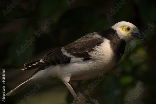 This photograph showcases a side view of a beautiful wild black-collared starling  Gracupica nigricollis  with yellow eyes perched on a branch.