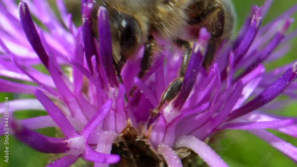 Macro shot of bee collecting pollen of purple flower in sunlight. Extreme close up in spring season. Details shot of eyes and body. Macro shot of bee collecting pollen of purple flower in sunlight. Extreme close up in spring season. Details shot of eyes and body.