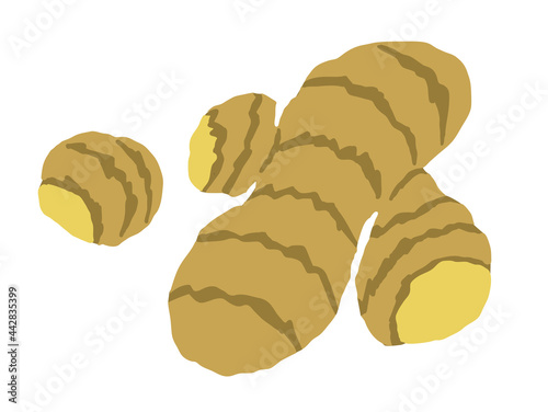 ショウガ　ベクターイラスト