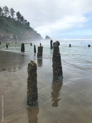 Along the Oregon Coast: Neskowin Ghost Forest - remains of ancient sitka spruce trees sunk under the water after an earthquake 2000 years ago. photo