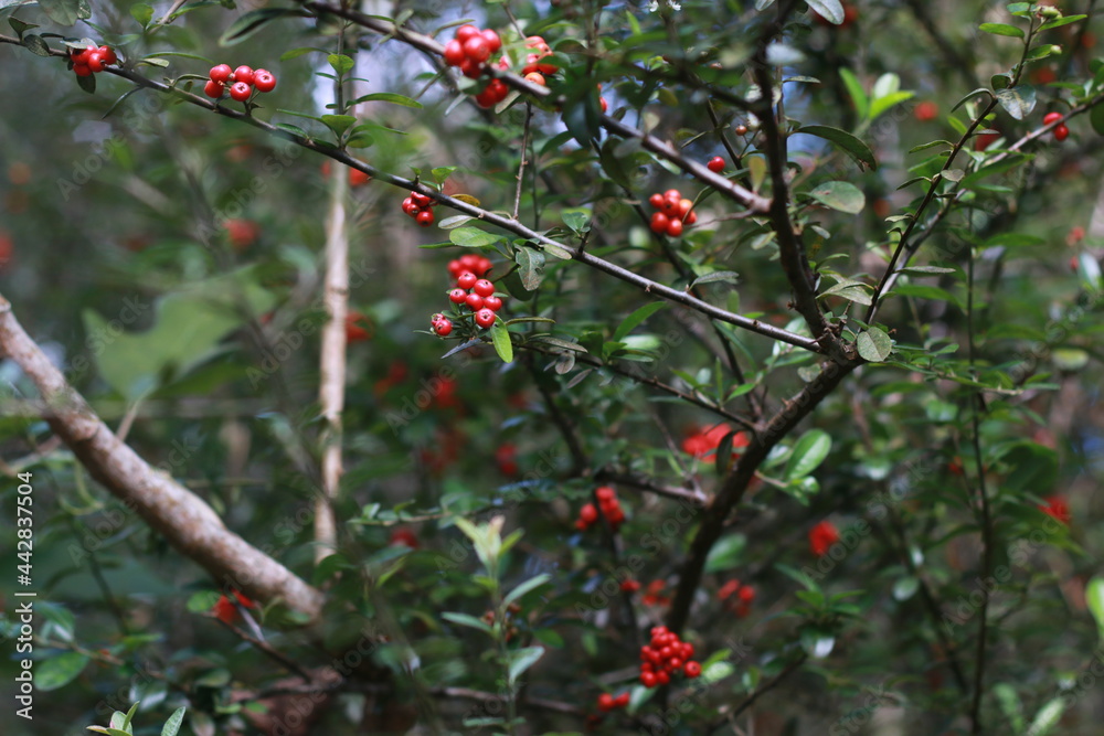 red berry in the forest red berry in the forest