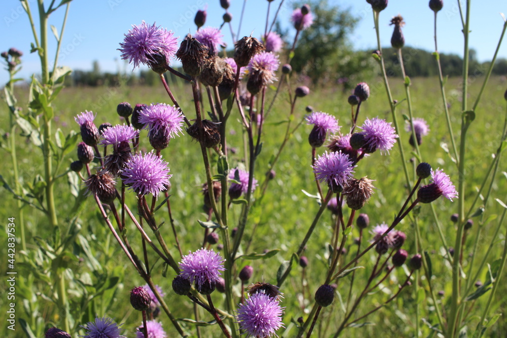 bright pink flowers prickly weeds with thorns in the grass burdock bright pink flowers prickly weeds with thorns in the grass burdock