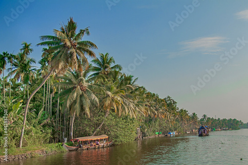 Coconut Tree & Back Water
