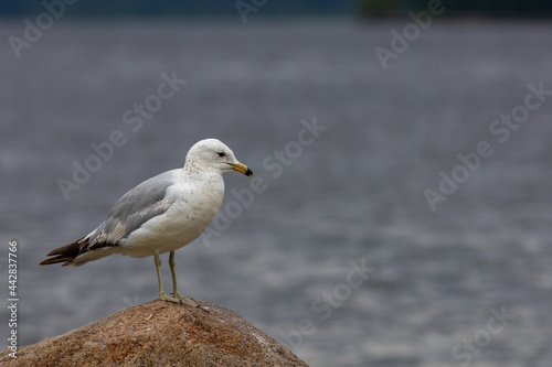 Seagull stands on a rock in front of water