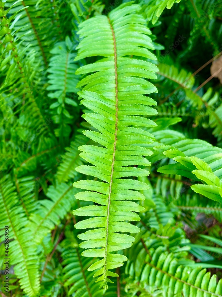 fern leaves fern leaves