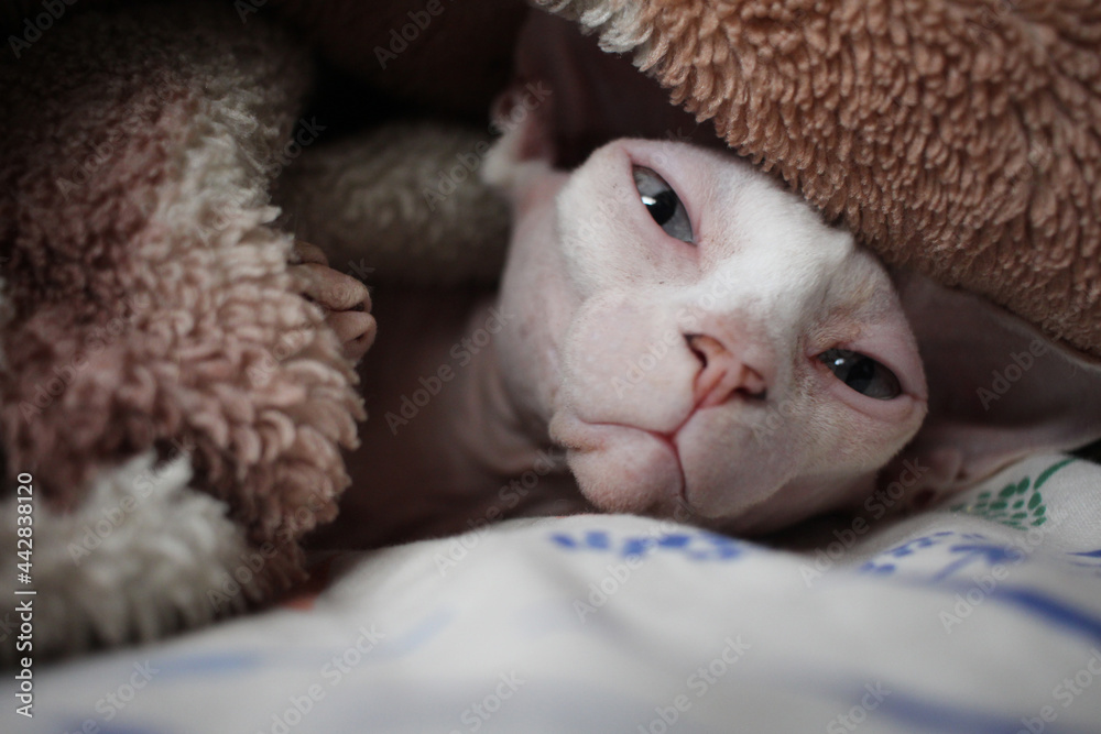 bald cat sphinx basks under the blanket pet pet bald cat sphinx basks under the blanket pet pet