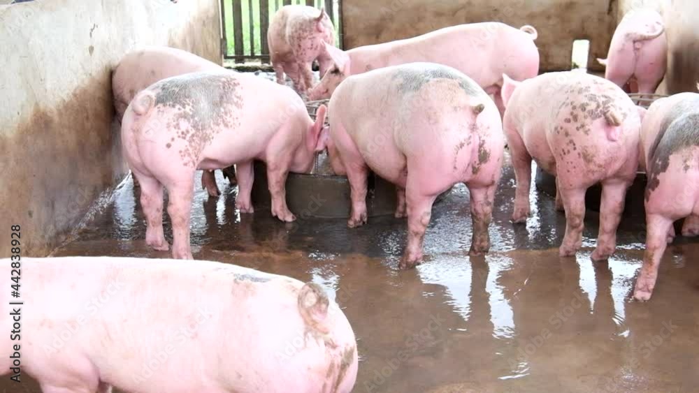 Pig farm in swine business in tidy and clean indoor housing farm, with pig mother feeding piglet Pig farm in swine business in tidy and clean indoor housing farm, with pig mother feeding piglet