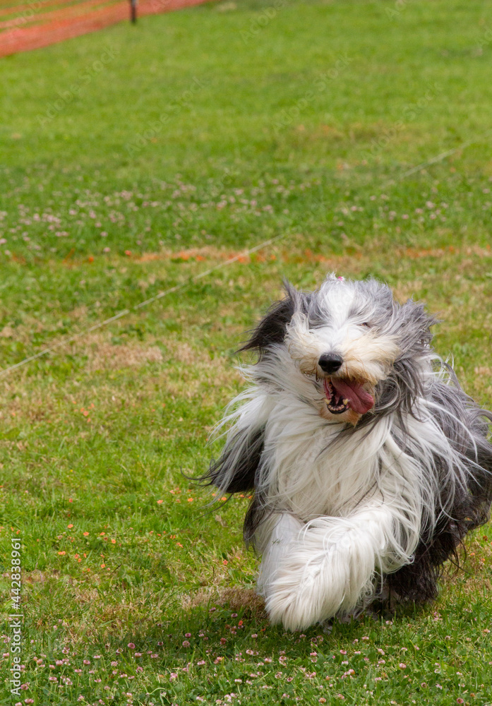 Bearded collie having the time of its life running lure coursing. 