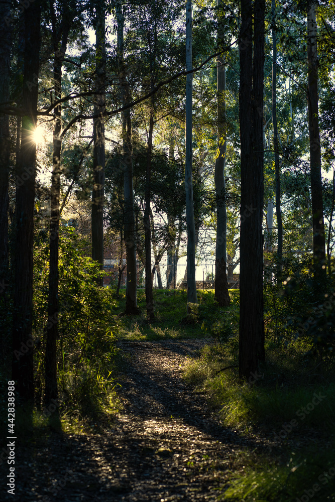Obraz premium Sunlight streams through gaps in the bushland.