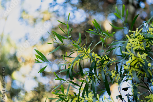 Sydney Golden Wattle flowers add color and vibrancy to view.