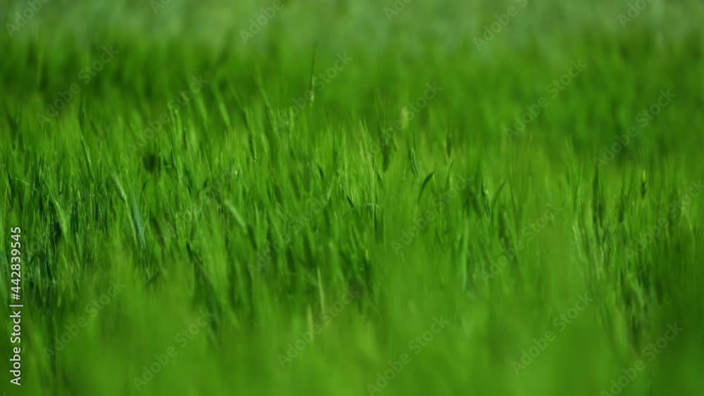 Field of green raw wheat swaying. nature landscape. Peaceful scene. slow motion soft focus. 4K. 2 Field of green raw wheat swaying. nature landscape. Peaceful scene. slow motion soft focus. 4K. 2
