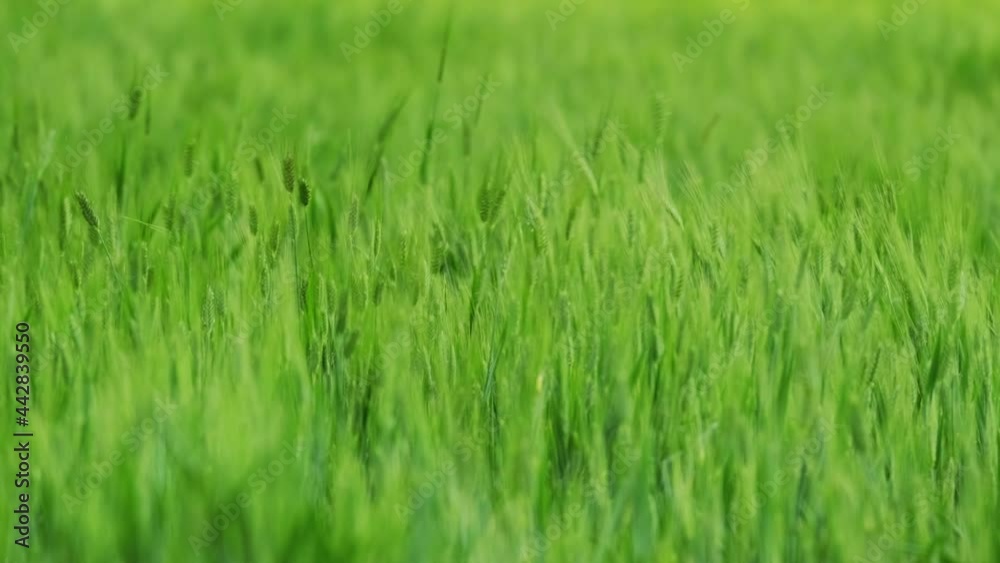 Field of green raw wheat swaying. nature landscape. Peaceful scene. slow motion soft focus. 4K. 3. Field of green raw wheat swaying. nature landscape. Peaceful scene. slow motion soft focus. 4K. 3.