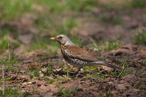 A cute fieldfare bird walks on last year's foliage in a city park.The fieldfare looking for food in early spring day. Hunting bird.