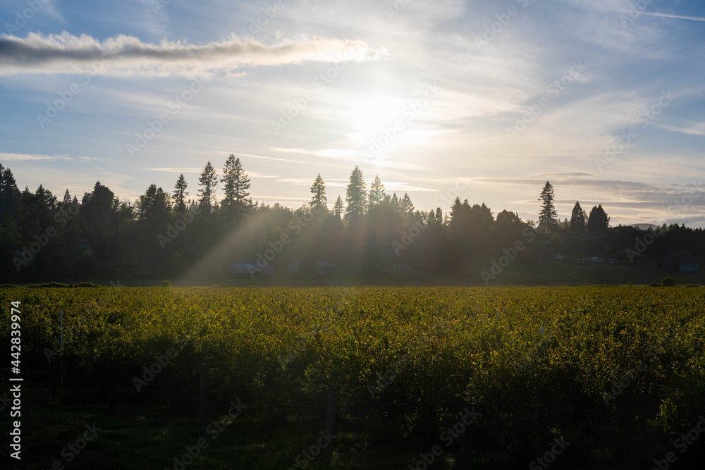 Obraz premium Golden Hour