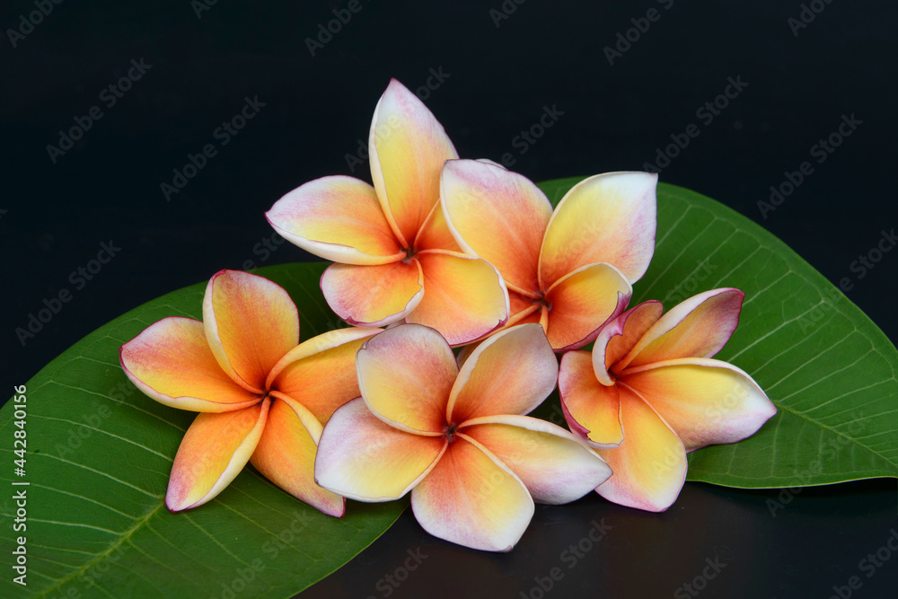 Fototapeta premium Frangipani flowers with leaves on black background