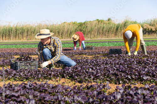 Woman gardener picking harvest of red spinach to crate and using knife in garden