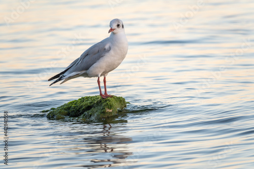 Seagull sits on stone cliff at the sea shore © Dmitrii Potashkin