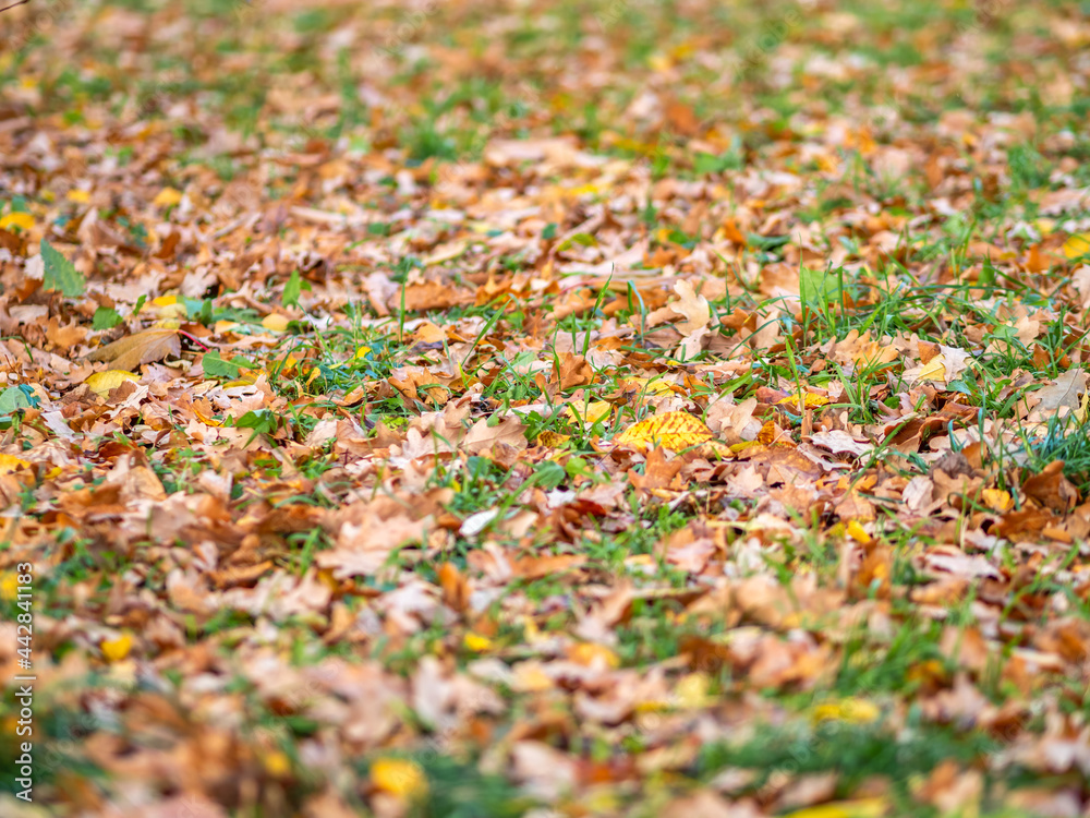 Orange, brown and yellow fallen oak leaves in the sunlight.