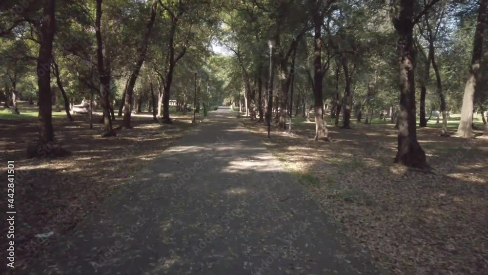 Riding through the park on a bike with an avenue of trees with dappled sunlight Riding through the park on a bike with an avenue of trees with dappled sunlight