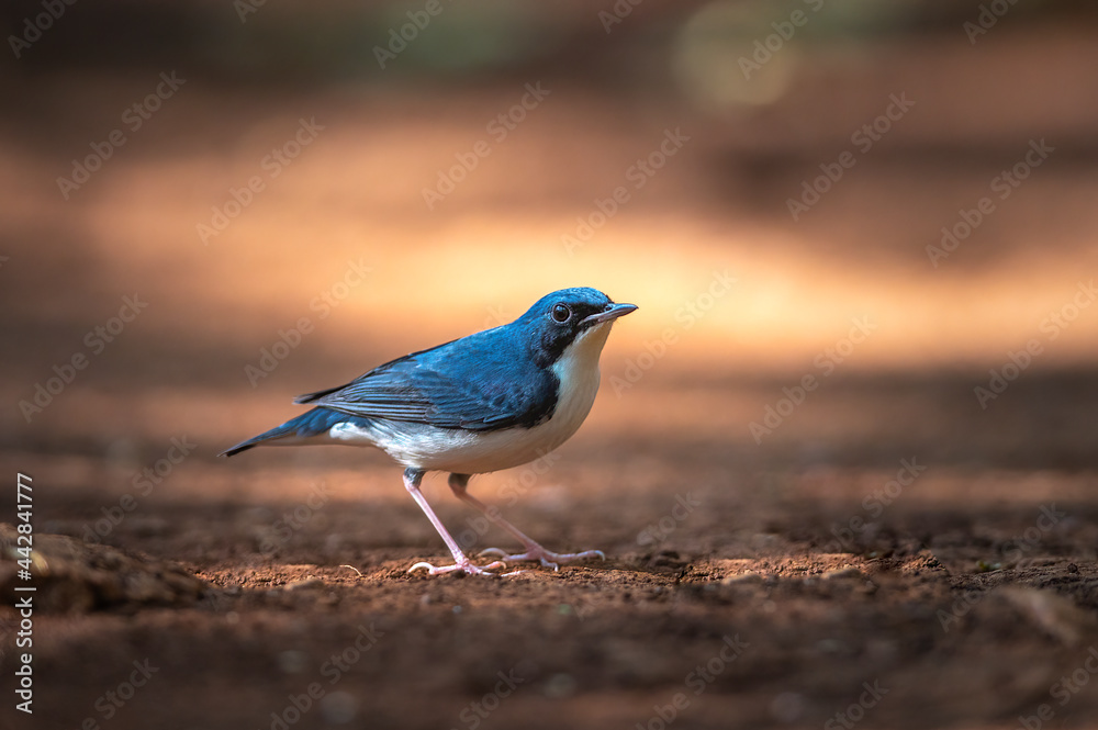 Fototapeta premium Male of siberian blue robin