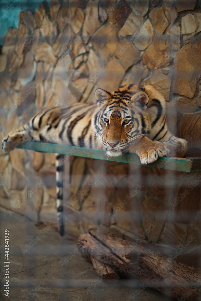 Portrait of huge striped sad Siberian tiger resting in a cage in the zoo. Endangered species and environmental and animal protection. Happy Chinese New Year symbol of 2022. 