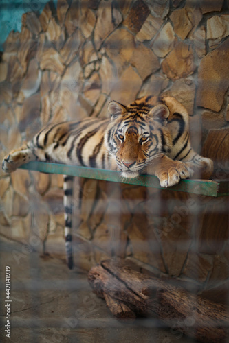 Portrait of huge striped sad Siberian tiger resting in a cage in the zoo. Endangered species and environmental and animal protection. Happy Chinese New Year symbol of 2022. 