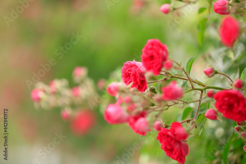 In the summer, rose is blooming