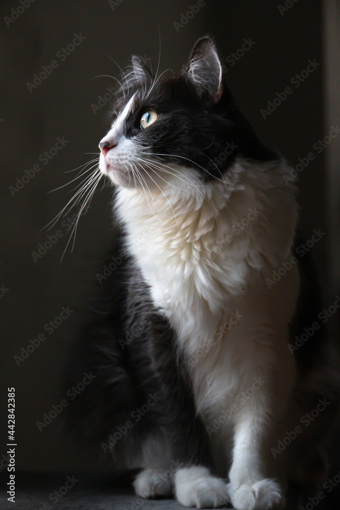 Close up portrait of Domestic medium hair cat looking left on black background. Close up portrait of Domestic medium hair cat looking left on black background.