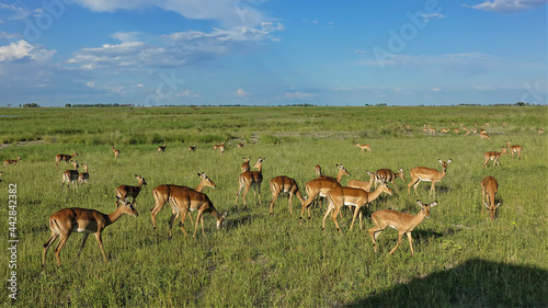 A group of impala antelopes graze on the lush green grass of the African savannah. Blue sky  clear sunny day. Botswana. Chobe park