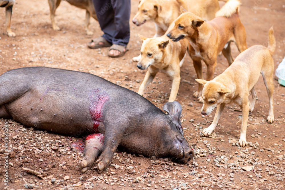 The poor boar was shot. The hunter's flock of dogs was swarming. Hunting methods of hill tribes in Thailand use dogs to help them hunt. The concept of stopping hunting The poor boar was shot. The hunter's flock of dogs was swarming. Hunting methods of hill tribes in Thailand use dogs to help them hunt. The concept of stopping hunting