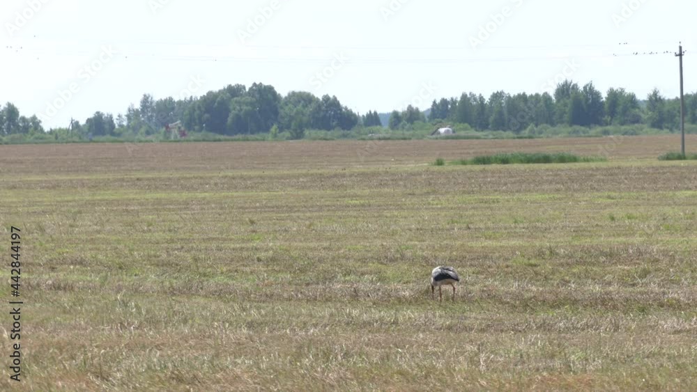 White stork (Ciconia ciconia) with a common vole (Microtus arvalis) in its beak. Bird while hunting for food. Birds help reduce rodents in the fields. Bird walking on a mown field.
White stork (Ciconia ciconia) with a common vole (Microtus arvalis) in its beak. Bird while hunting for food. Birds help reduce rodents in the fields. Bird walking on a mown field.