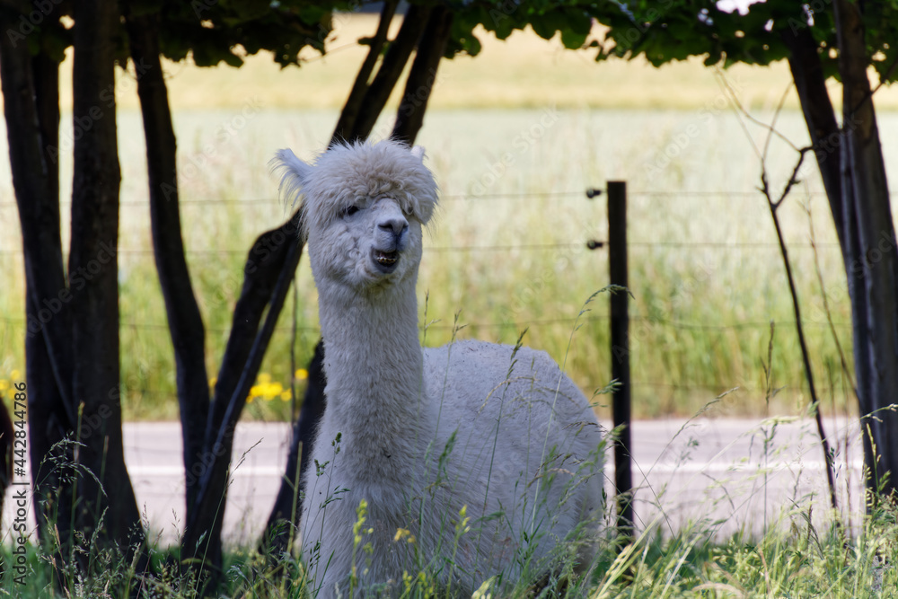 white fluffy alpaca stands in the shade in the high grass and shows his teeth, without people during the day, alpacas are funny animals