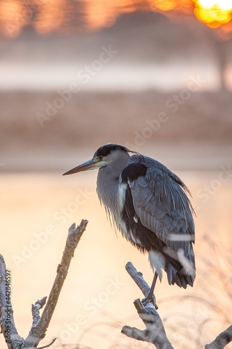 Grey heron portrait was taken in the early morning in London, UK
