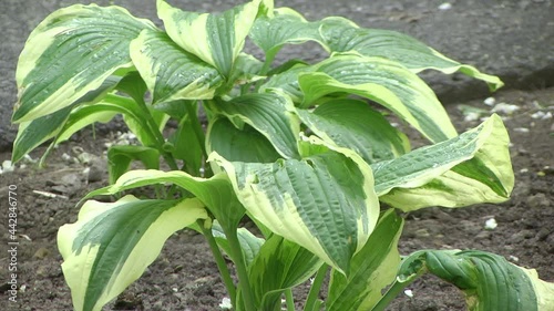 Close up of the leaves of the Hosta 'Patriot'. Green leaves with white border bush hosts
 photo