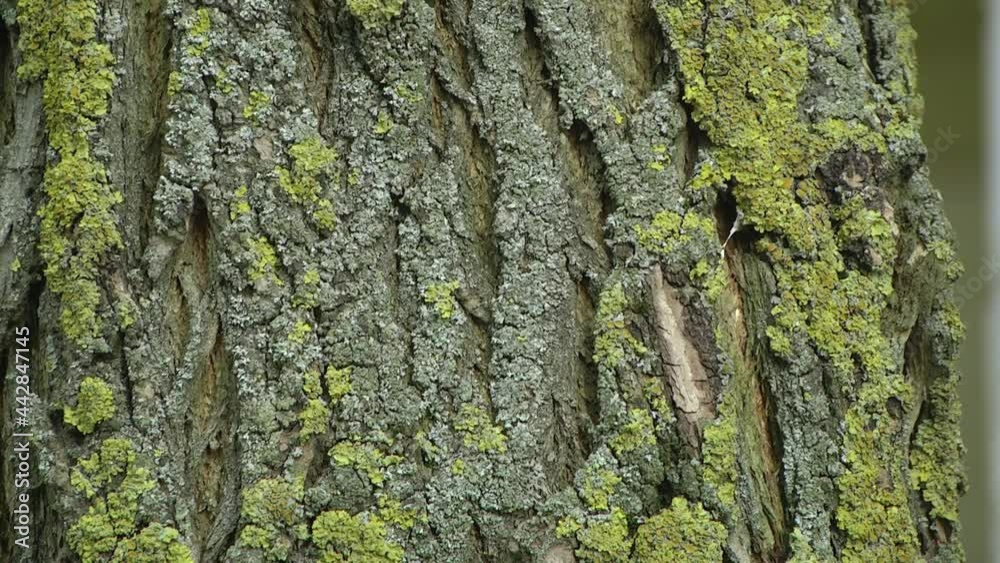 Green moss plant on brown tree in the forest. Mossy Tree Log Bark in a Forest Nature Colorful
Green moss plant on brown tree in the forest. Mossy Tree Log Bark in a Forest Nature Colorful
