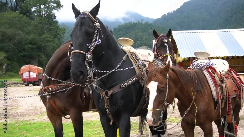 three horses lined up, horses waiting to be ridden by a cowboy three horses lined up, horses waiting to be ridden by a cowboy