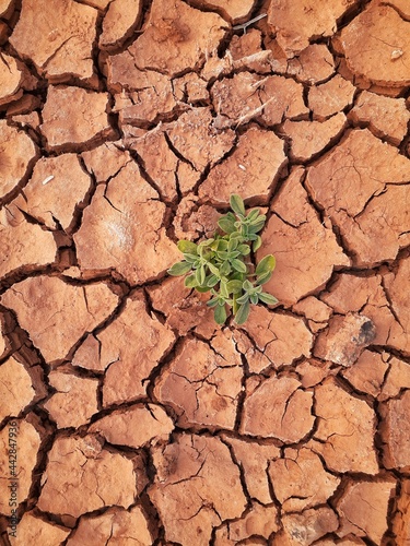 dry cracked soil with sapling growing