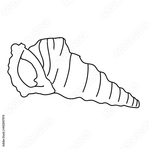 Seashell vector illustration isolated on white background