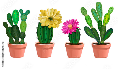 Fototapeta Naklejka Na Ścianę i Meble -  Set of colorful cactus plants in colored pots with outlines. Exotic and Tropical Plants - Cacti for design isolated on white background. 