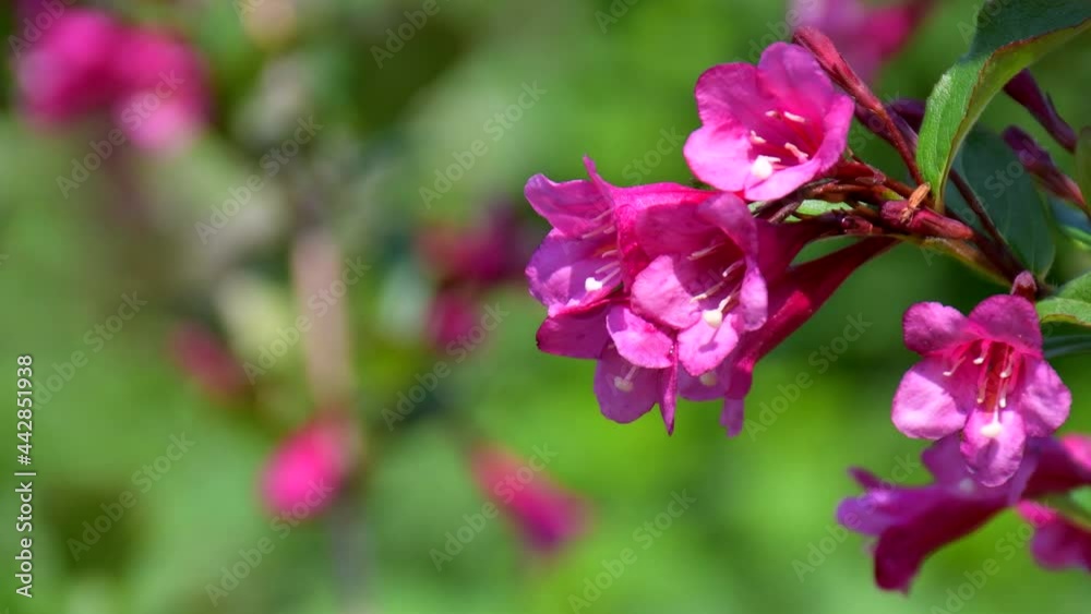 4K: Pink flowers in the shape of a bell on an ornamental plant with the scientific name weigela blooming against the background of greenery on a bright summer day. Place for text, floristry, gardening 4K: Pink flowers in the shape of a bell on an ornamental plant with the scientific name weigela blooming against the background of greenery on a bright summer day. Place for text, floristry, gardening