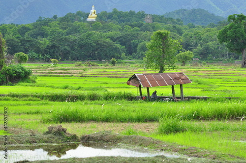 This is nature life of Thai farmer in north of Thailand