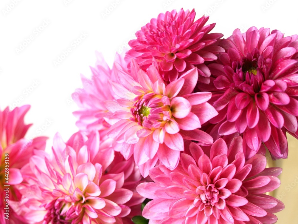 Pink  Dahlia flowers on white background.