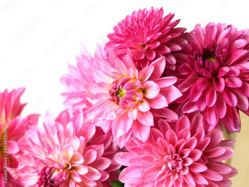 Pink Dahlia flowers on white background. Pink Dahlia flowers on white background.
