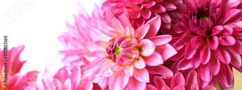 Pink  Dahlia flowers on white background.