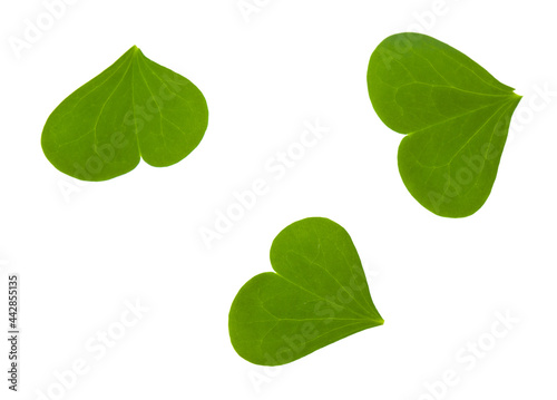 Green leaves of clover isolated on white background.