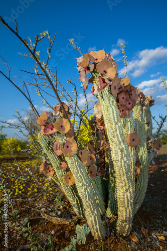 Gordon's Hoodia (Hoodia gordonii). Botswana. Hoodia has been known for many years as an appetite suppressant. photo