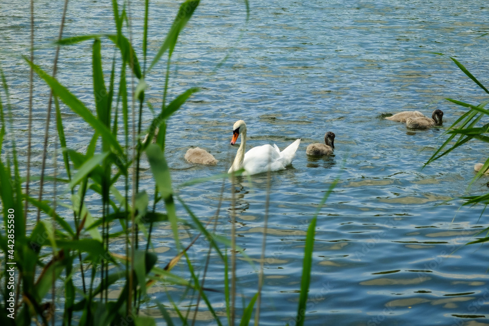 swan married couple with chicks on the lake swan married couple with chicks on the lake
