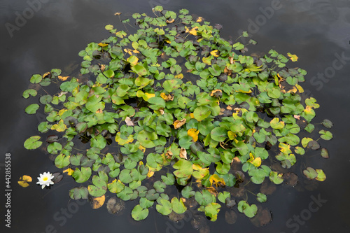 Green and yellow Water Lilly leaves in a round shape floating in a pond